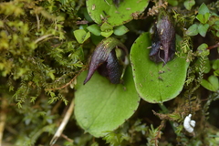 Corybas orbiculatus