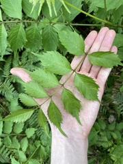 Campsis