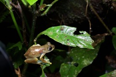 Afrixalus nigeriensis