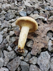 Lactarius yazooensis