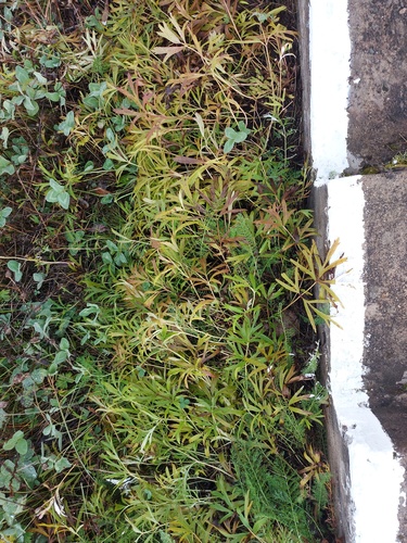 Dahurian pasqueflower