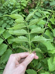 Campsis