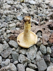 Lactarius yazooensis