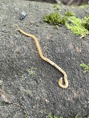 Haplophilus subterraneus