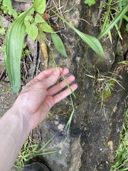 Sisyrinchium rosulatum