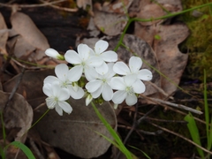 Drosera pallida