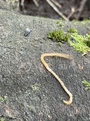 Haplophilus subterraneus