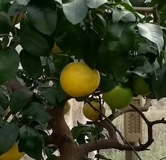 Citrus paridisi