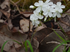 Drosera pallida