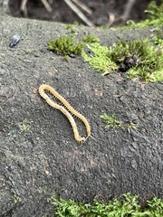 Haplophilus subterraneus