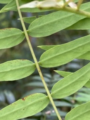 Acacia elata