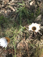 Dimorphotheca nudicaulis