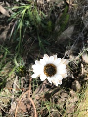 Dimorphotheca nudicaulis