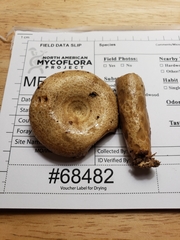 Lactarius yazooensis