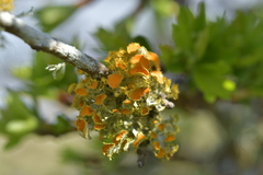 Teloschistes chrysophthalmus