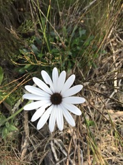 Dimorphotheca nudicaulis