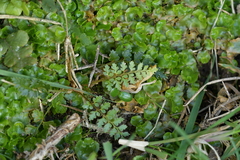 Polystichum neozelandicum