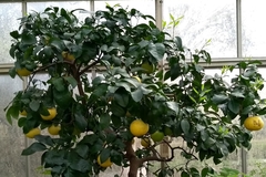 Citrus paridisi