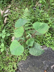 Homalanthus populifolius