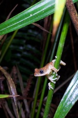 Chiromantis rufescens