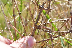 Olearia bullata