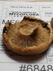 Lactarius yazooensis
