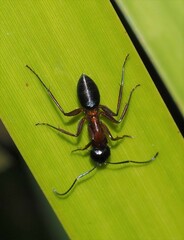 Camponotus innexus