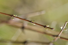 Olearia bullata