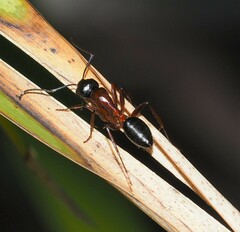 Camponotus innexus