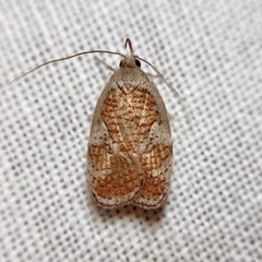 Peritornenta circulatella
