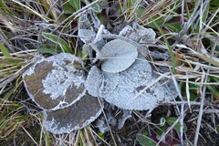 Brachyglottis haastii