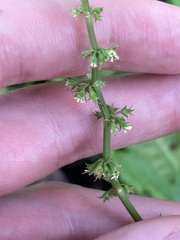 Rumex brownii