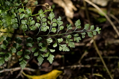 Asplenium hookerianum