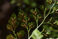Asplenium hookerianum