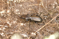 Oregus aereus