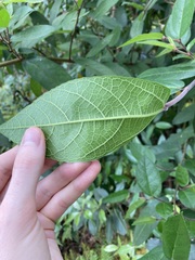 Ficus coronata