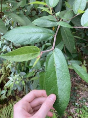 Ficus coronata