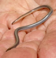 Aprasia repens
