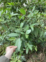 Ficus coronata