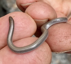Aprasia repens