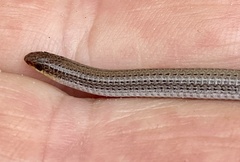 Aprasia repens