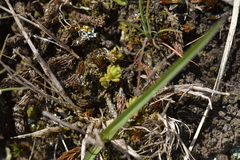Crassula