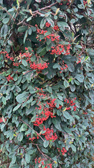 Cotoneaster coriaceus