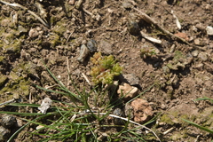 Crassula