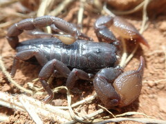 Scorpionoidea