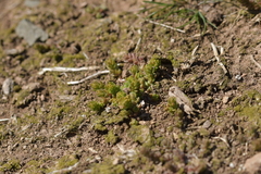 Crassula