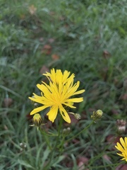 Crepis