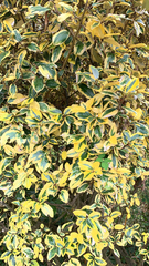 Euonymus japonicus