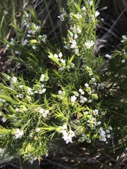 Diosma hirsuta