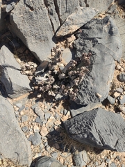 Caralluma